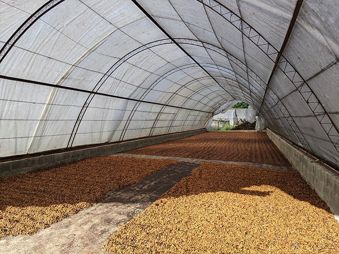 Dominican Republic - Organic