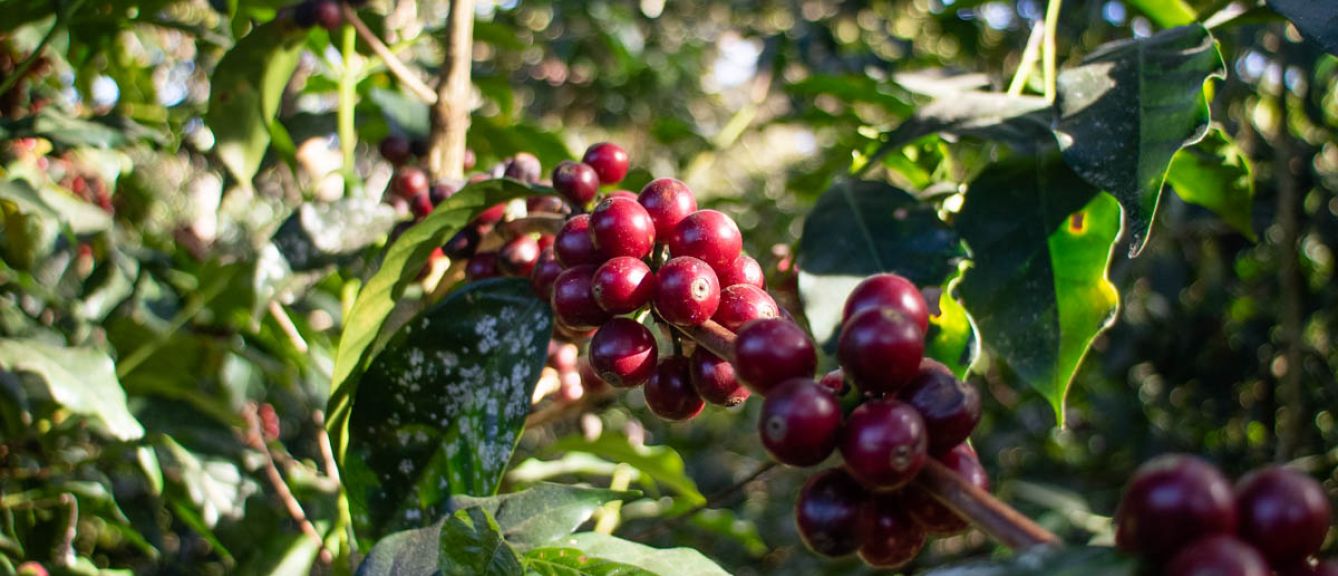 Guatemala - ORGANIC